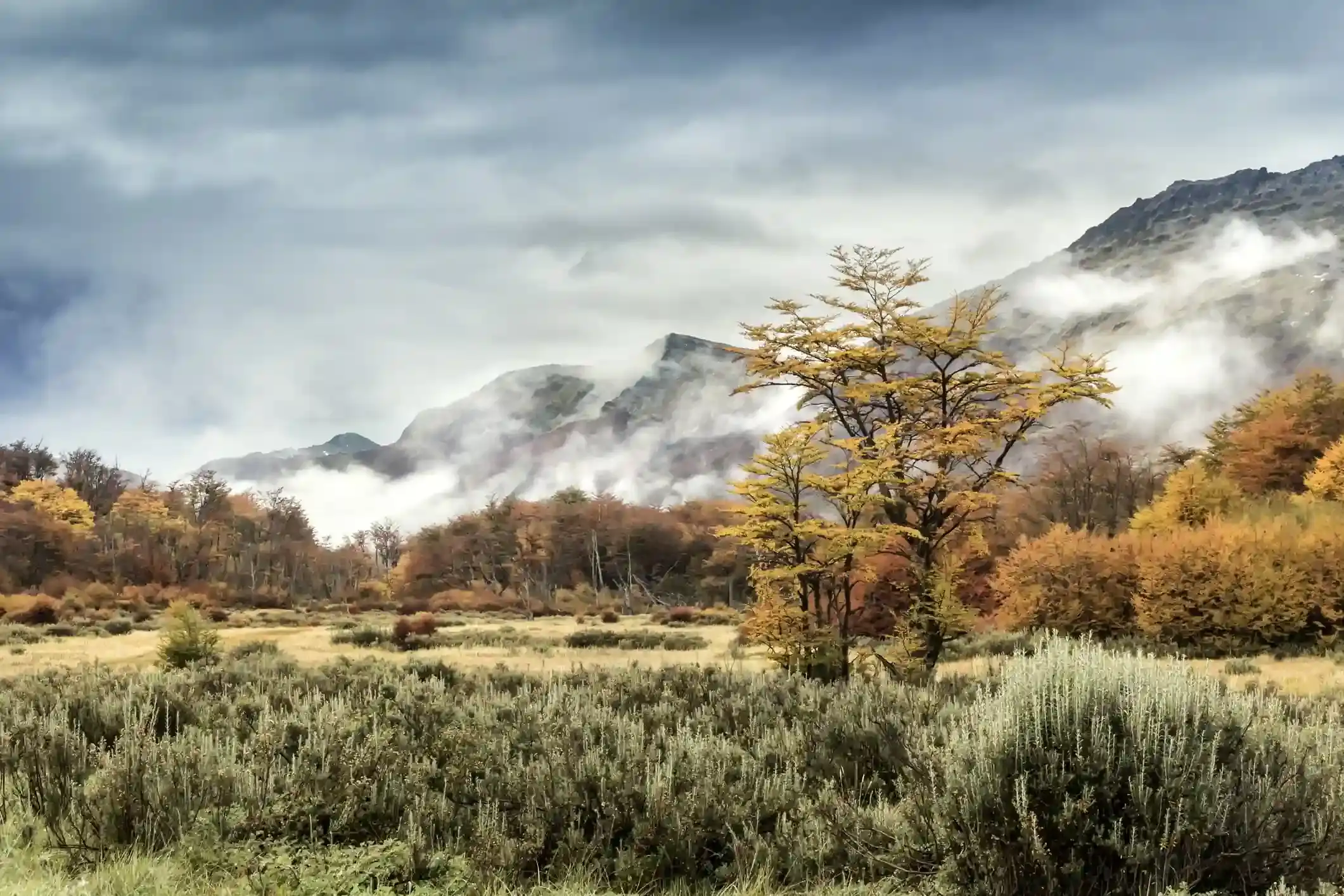 Lenga trees turning orange and gold in autumn with mist covering the mountains of Patagonia near Ushuaia.